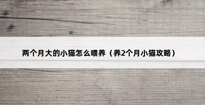 两个月大的小猫怎么喂养（养2个月小猫攻略） 