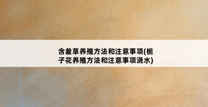 含羞草养殖方法和注意事项(栀子花养殖方法和注意事项浇水) 