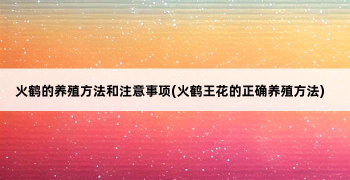 火鹤的养殖方法和注意事项(火鹤王花的正确养殖方法) 