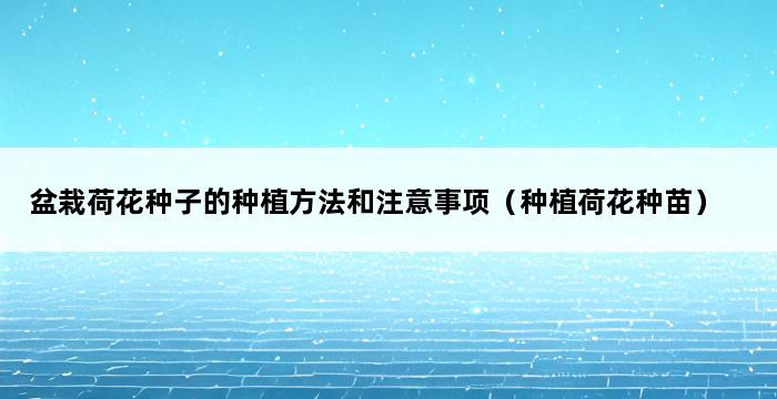 盆栽荷花种子的种植方法和注意事项（种植荷花种苗） 